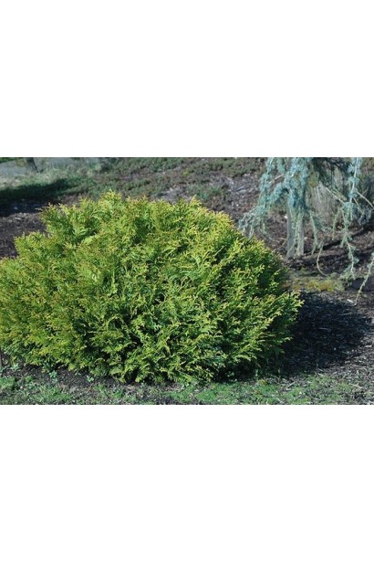 Медленнорастущий туевик Нана с плотной кроной.